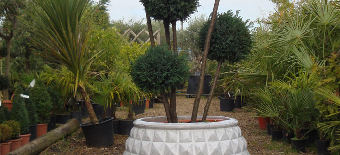 about the red mud hut