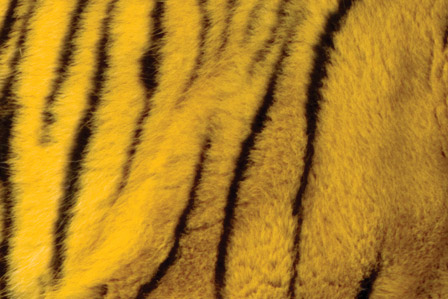 feature-tiger